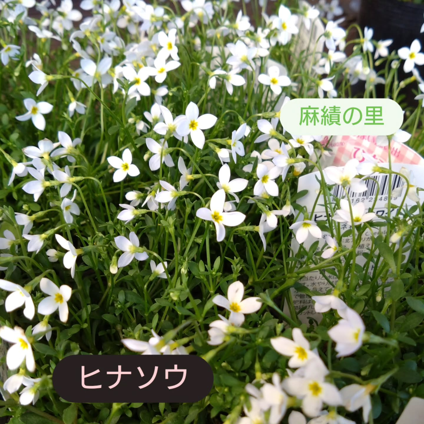 今日は天気も良くて お花達もご機嫌です🥰