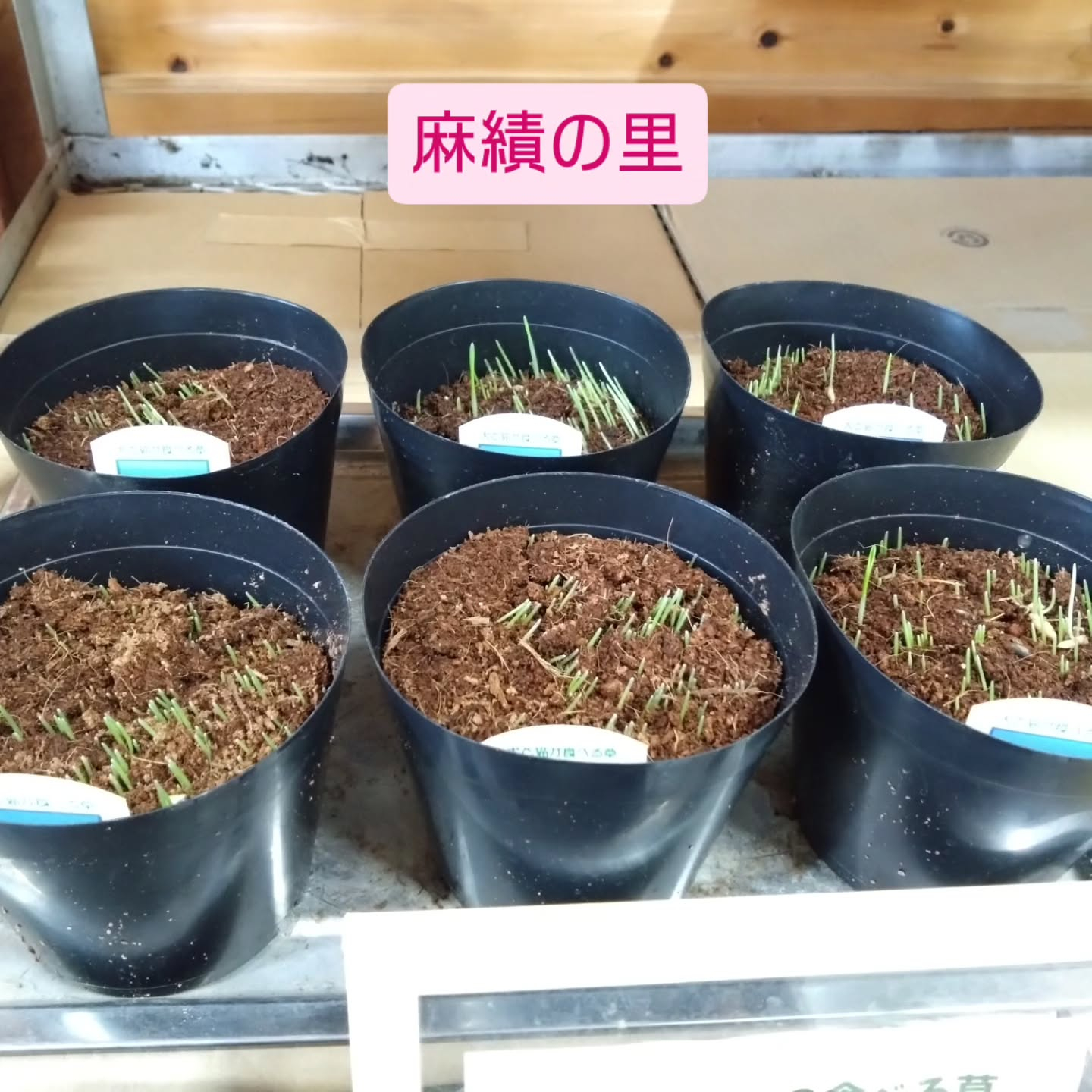 ネコの草入りました!!😺