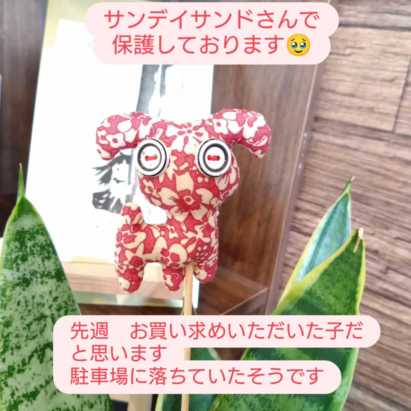 迷子のお知らせ